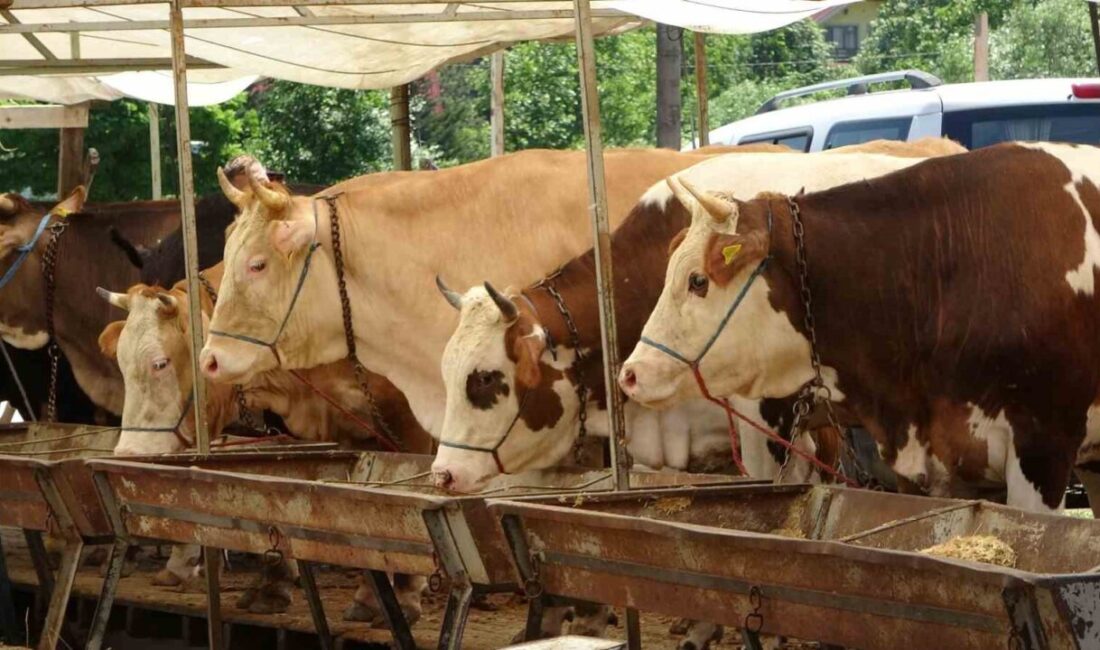 Buldan’da büyük ve küçükbaş hayvanlarda görülen şap hastalığı nedeniyle uygulanan