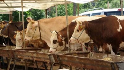 Buldan’da büyük ve küçükbaş hayvanlarda görülen şap hastalığı nedeniyle uygulanan