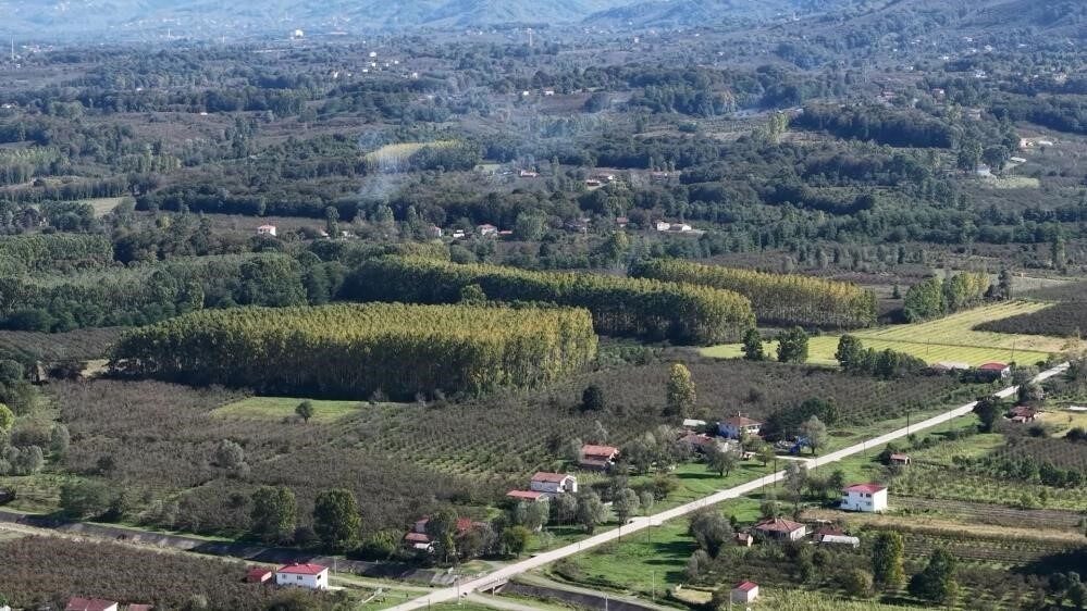 Samsun’un Çarşamba ilçesinde gerçekleştirilen meyve üretiminde fındık, birinci sırada yerini