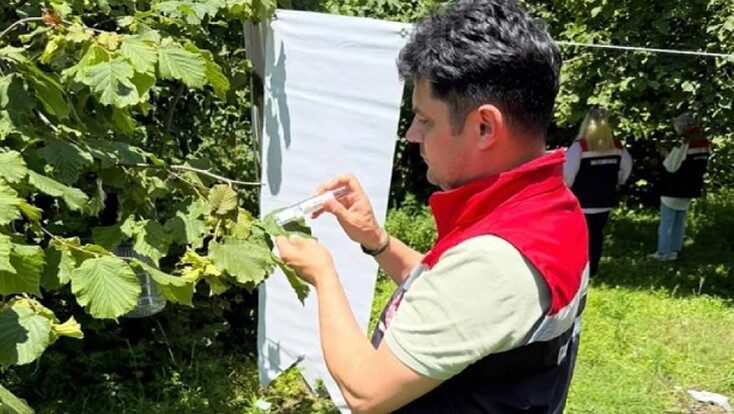 Samsun’un Çarşamba Ovası’nda 2025 yılı içerisinde kahverengi kokarcayla mücadele kapsamında