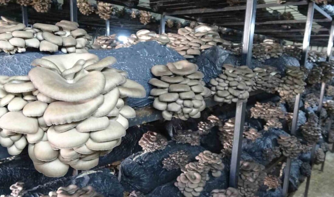 Samsun’un Çarşamba ilçesinde istiridye mantarı üretimi her geçen gün artarken,
