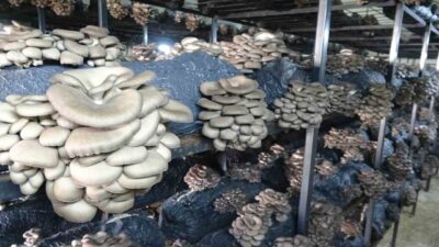 Samsun’un Çarşamba ilçesinde istiridye mantarı üretimi her geçen gün artarken,