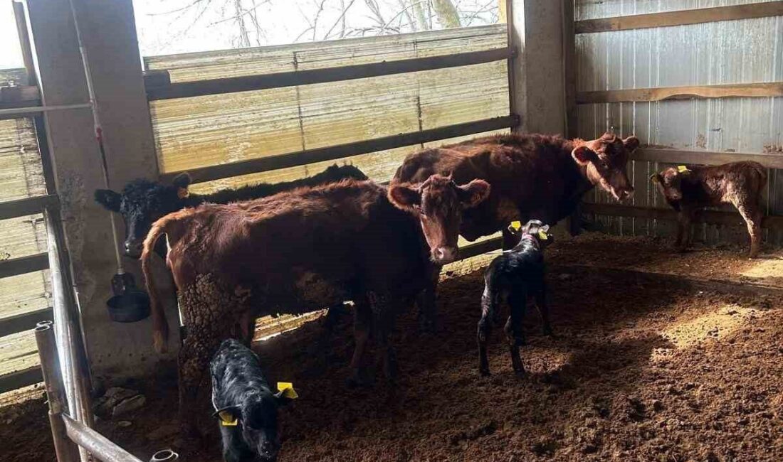 Tarım ve Orman Bakanlığı tarafından yürütülen “Kırsalda Bereket Hayvancılığa Destek