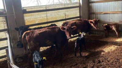 Tarım ve Orman Bakanlığı tarafından yürütülen “Kırsalda Bereket Hayvancılığa Destek