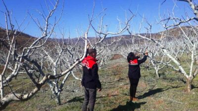 Samsun İl Tarım ve Orman Müdürü Kemal Yılmaz, meyve bahçelerinde