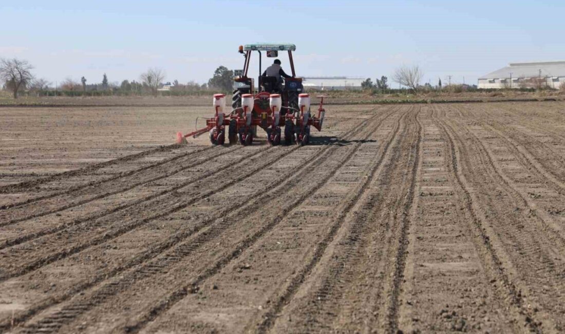 Adana’da son yıllarda etkili olan kuraklık sonrası çiftçiler, bölgede etkili