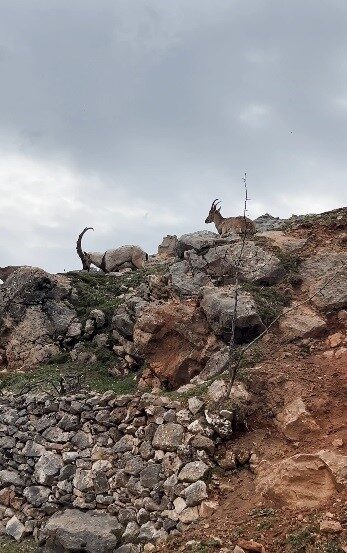 Tunceli’nin Çemişgezek ilçesinde dağ keçisi sürüsü görüntülendi. Çemişgezek ilçesinde doğanın