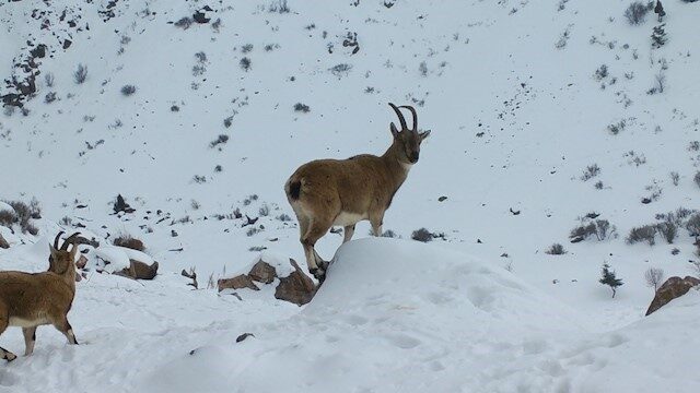 Doğa Koruma ve Milli Parklar Müdürlüğü ekipleri, Niğde’de bulunan Demirkazık