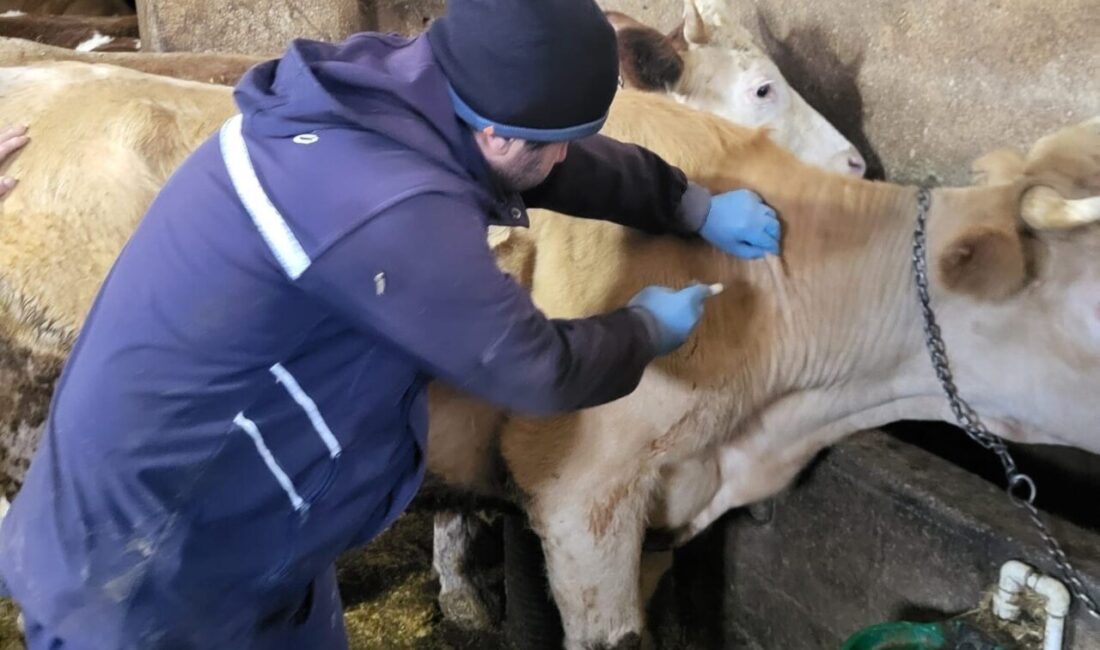 Bayburt’un Demirözü ilçesinde büyükbaş hayvanlara yönelik ilkbahar dönemi şap ve