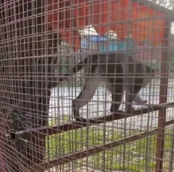 Denizli’de yapılan denetimlerde özel bir havuz işletmesindeki 3 örümcek maymunu