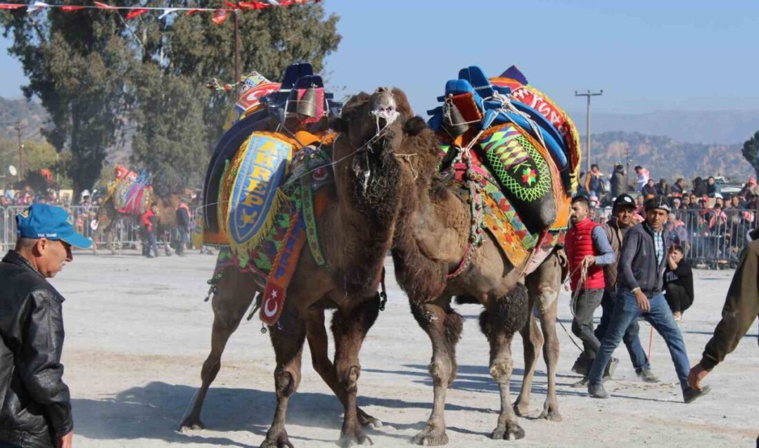 Aydın’ın önemli kültürlerinden olan deve güreşlerinde şap hastalığının söndürülmesinin ardından