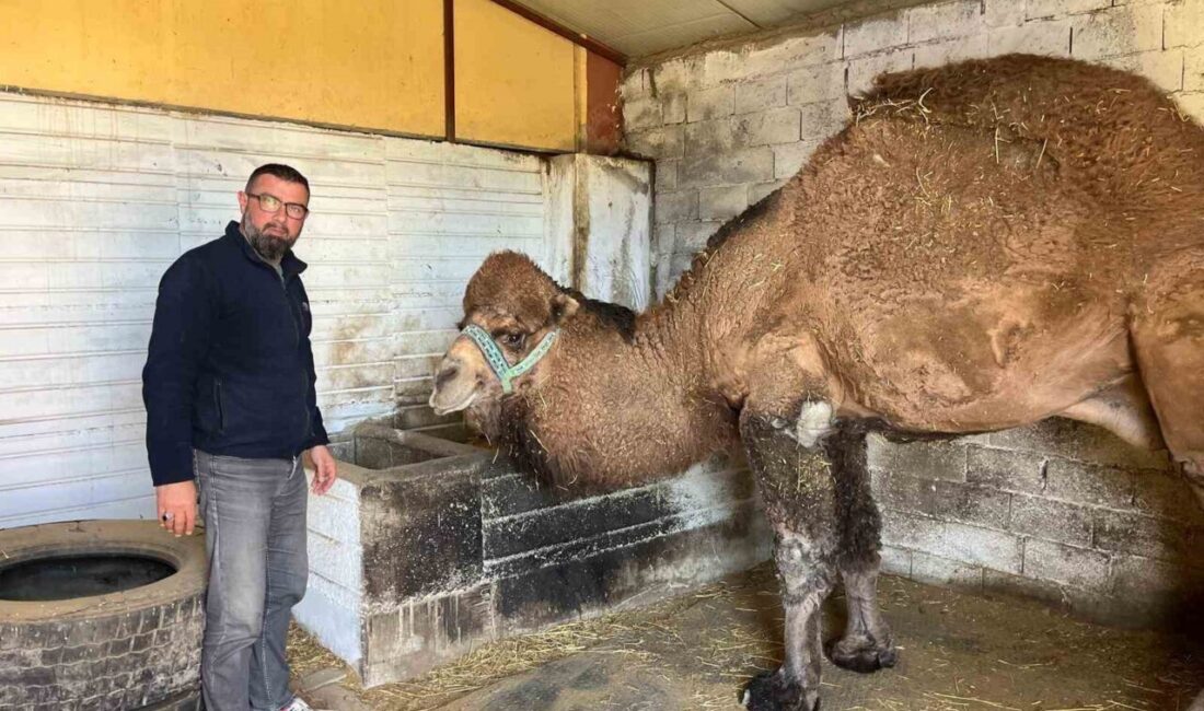 Türkiye’nin birçok bölgesinde görülen Şap hastalığı nedeniyle deve güreşleri iptal