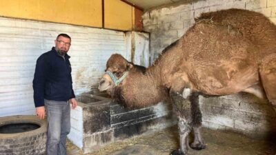 Türkiye’nin birçok bölgesinde görülen Şap hastalığı nedeniyle deve güreşleri iptal