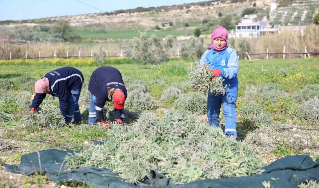 Didim Belediyesi, Akköy Mahallesi’nde faaliyet gösteren Tıbbi Aromatik Bitkiler ve