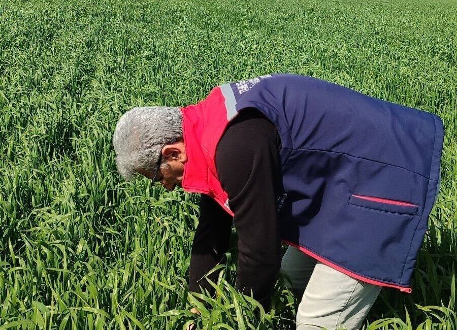 Aydın’ın Didim ilçesinde hububat ekili arazilerde, hastalık yönünden yapılan kontrollerde