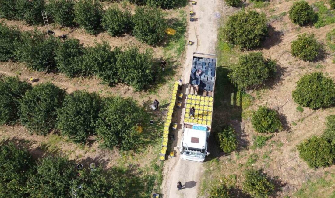 ADANA (İHA) – Adana’da dikenli limon hasadı üreticinin yüzünü güldürdü.