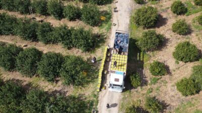 ADANA (İHA) – Adana’da dikenli limon hasadı üreticinin yüzünü güldürdü.