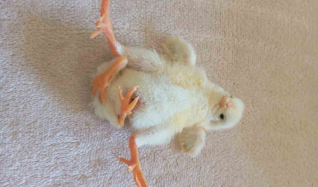 Diyarbakır’ın Çınar ilçesi Ortaviran köyünde dünyaya gelen dört ayaklı civciv