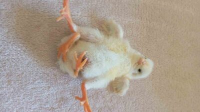 Diyarbakır’ın Çınar ilçesi Ortaviran köyünde dünyaya gelen dört ayaklı civciv