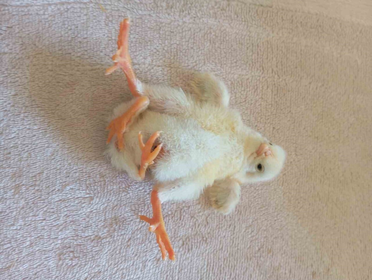 Diyarbakır’ın Çınar ilçesi Ortaviran köyünde dünyaya gelen dört ayaklı civciv