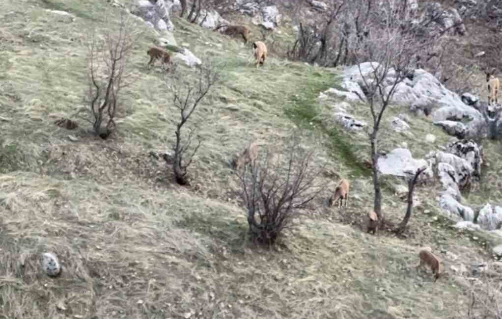 Diyarbakır’ın Çermik ilçesinde nesli koruma altında olan dağ keçileri görüldü.