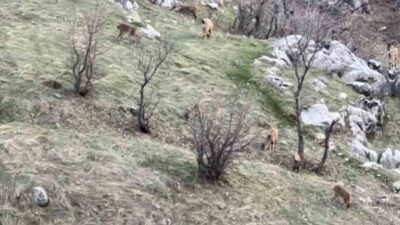 Diyarbakır’ın Çermik ilçesinde nesli koruma altında olan dağ keçileri görüldü.