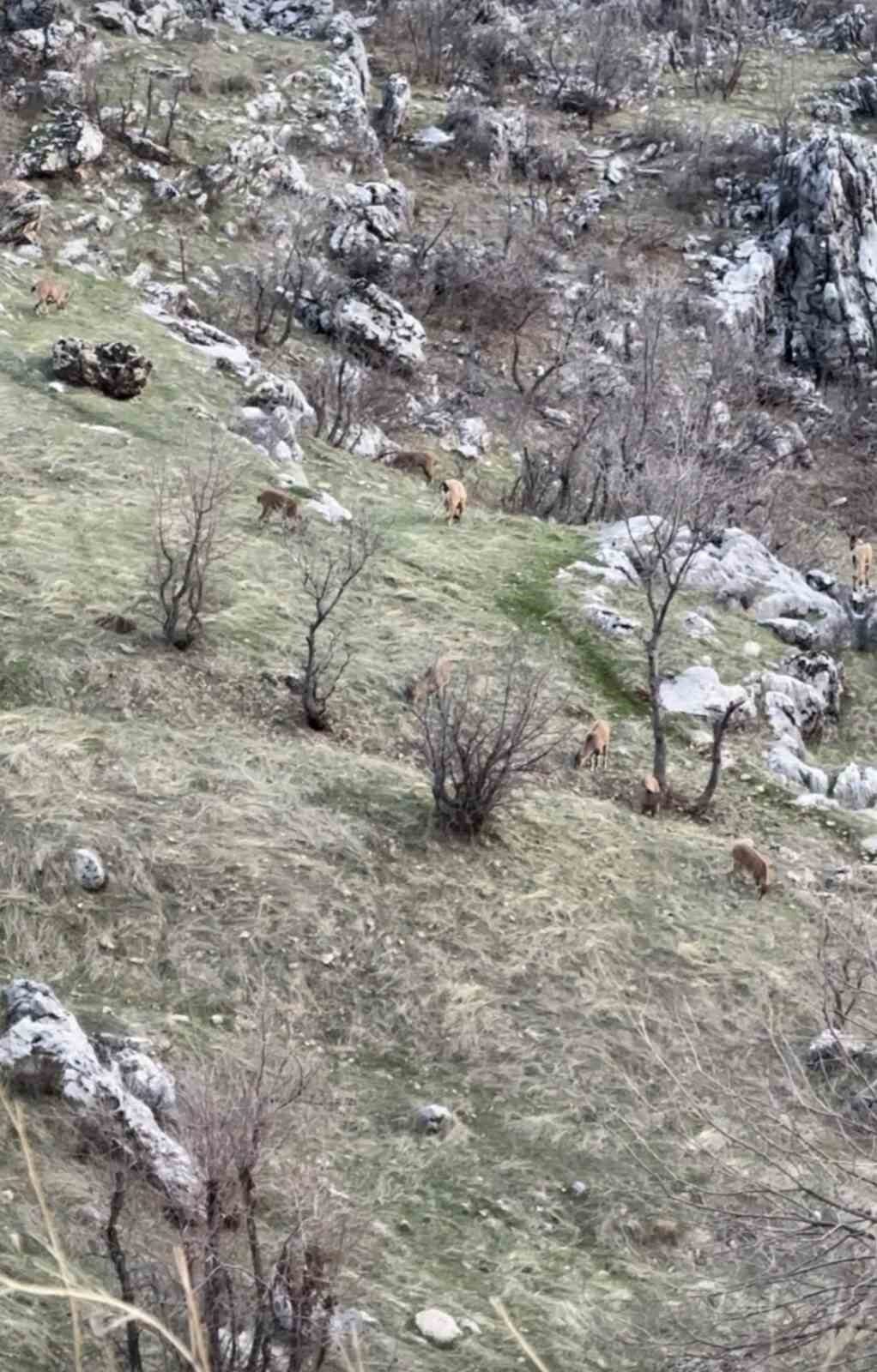 Diyarbakır’ın Çermik ilçesinde nesli koruma altında olan dağ keçileri görüldü.