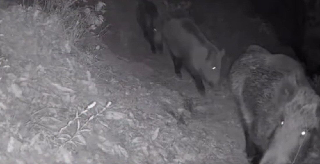 Diyarbakır’ın Eğil ilçesinde yaban hayvanları, bir çiftliğe takılan foto kapana