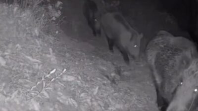 Diyarbakır’ın Eğil ilçesinde yaban hayvanları, bir çiftliğe takılan foto kapana