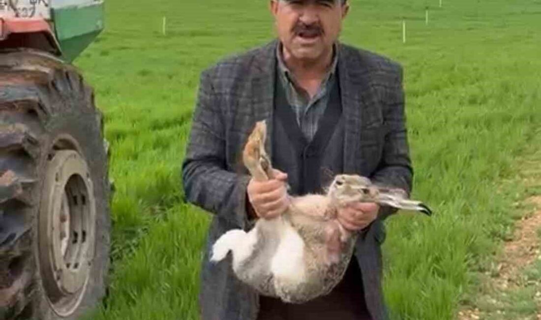 Diyarbakır’ın Çınar ilçesinde gübre atan çiftçi, tarlada yakaladığı gebe tavşanı