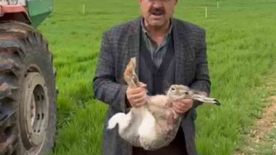 Diyarbakır’ın Çınar ilçesinde gübre atan çiftçi, tarlada yakaladığı gebe tavşanı