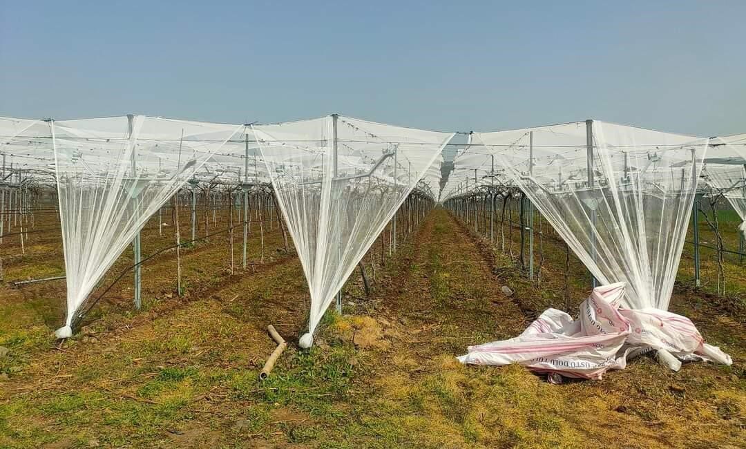 Manisa’nın Sarıgöl ilçesinde dünyaca ünlü Sultaniye üzüm bağları, bahar ve