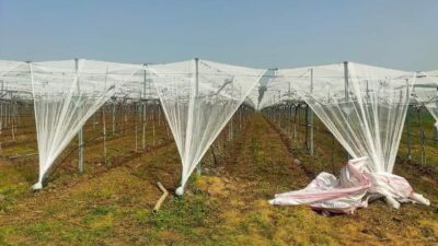 Manisa’nın Sarıgöl ilçesinde dünyaca ünlü Sultaniye üzüm bağları, bahar ve