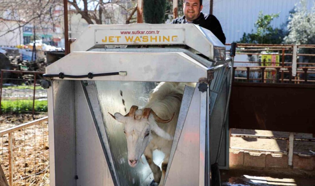 Antalya’nın Döşemealtı ilçesi Yeniköy Mahallesi’nde Büyükşehir Belediyesi’nce küçük baş hayvanlara