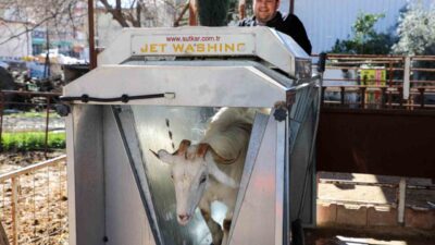Antalya’nın Döşemealtı ilçesi Yeniköy Mahallesi’nde Büyükşehir Belediyesi’nce küçük baş hayvanlara