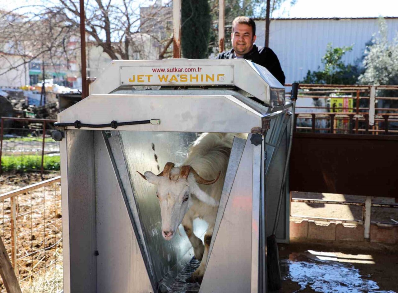 Antalya’nın Döşemealtı ilçesi Yeniköy Mahallesi’nde Büyükşehir Belediyesi’nce küçük baş hayvanlara