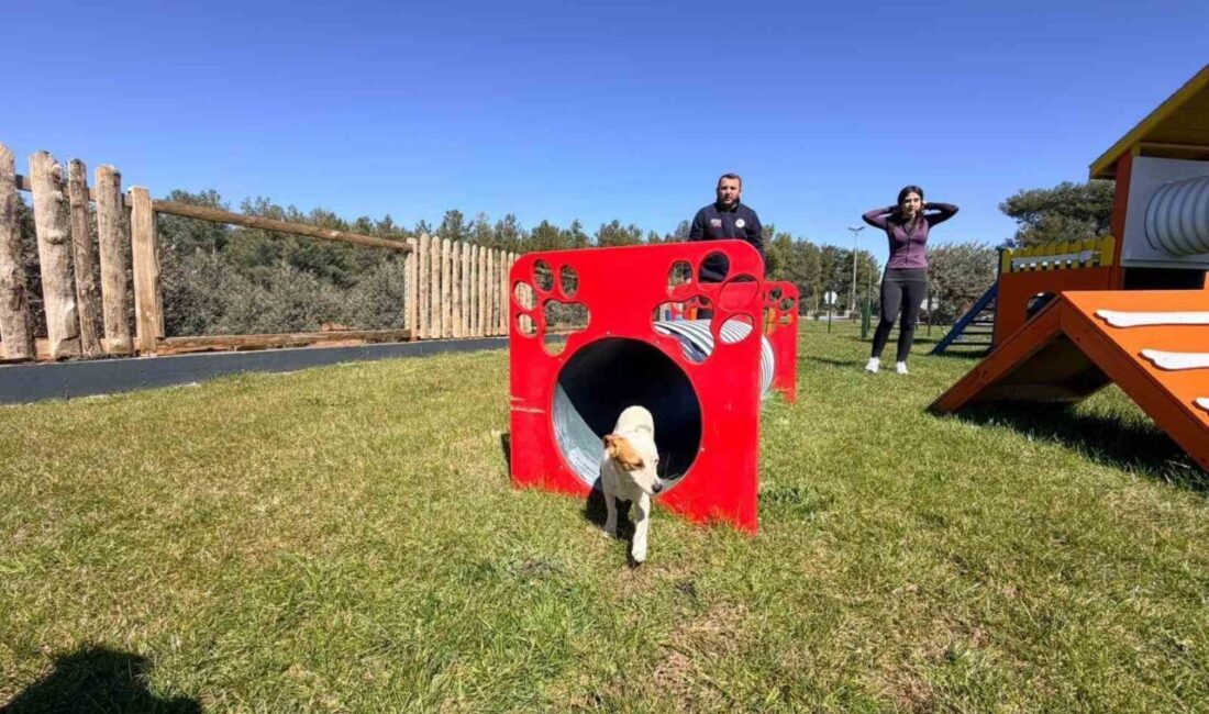 Kepez Belediyesi’nin büyük ve küçük ırk köpekler için iki ayrı
