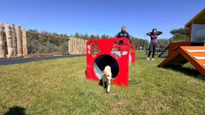 Kepez Belediyesi’nin büyük ve küçük ırk köpekler için iki ayrı