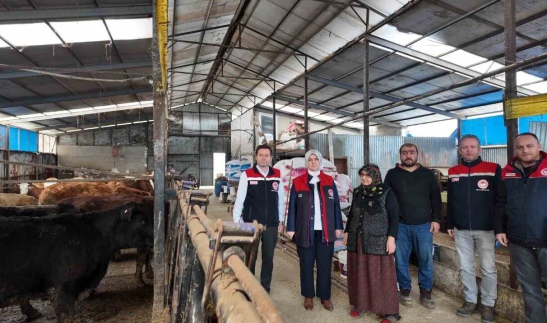 Angus damızlık düveyi işletmelerine kazandırırken, 16 buzağı doğumu gerçekleşti. Yetiştiricilere