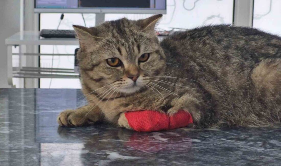 DÜZCE (İHA) – Düzce’nin ihracat kalemine geçen yıl giren kedi