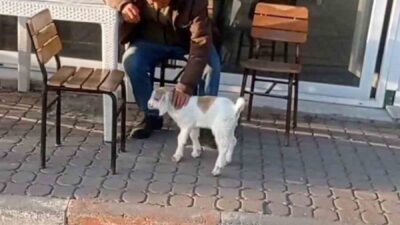 Sosyal medyada son dönemde popüler olan “keçi ile alışverişe gitme”