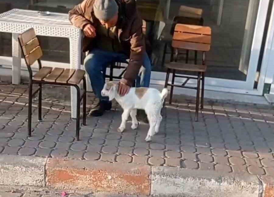 Sosyal medyada son dönemde popüler olan “keçi ile alışverişe gitme”