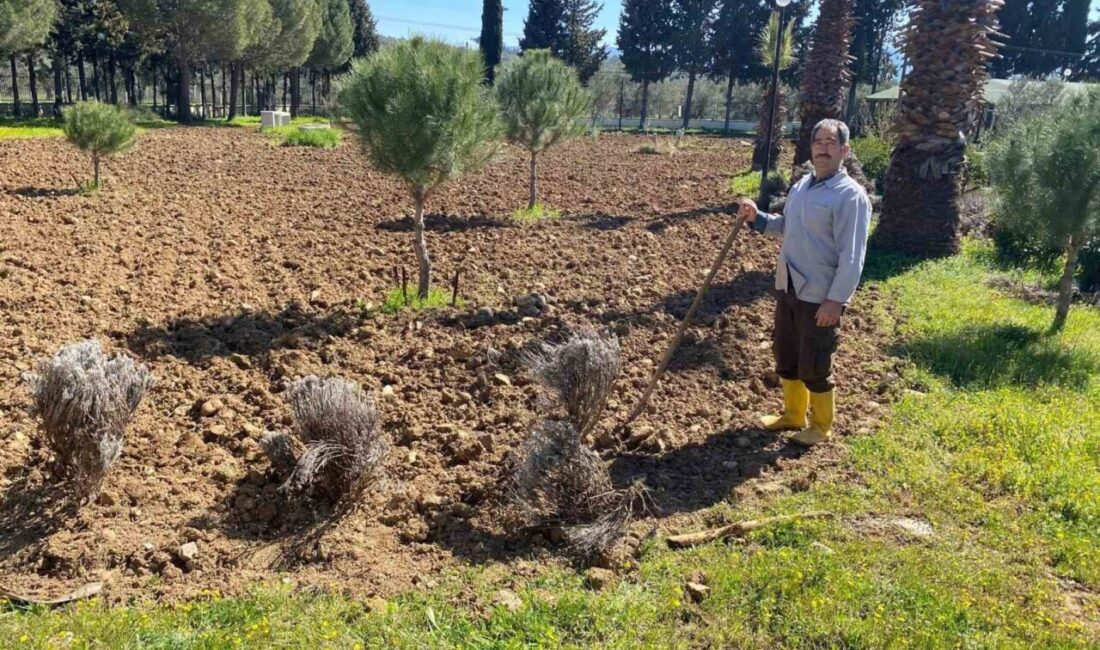Balıkesir Üniversitesi, Edremit Meslek Yüksekokulu bahçesinde kurulması planlanan lavanta bahçesi