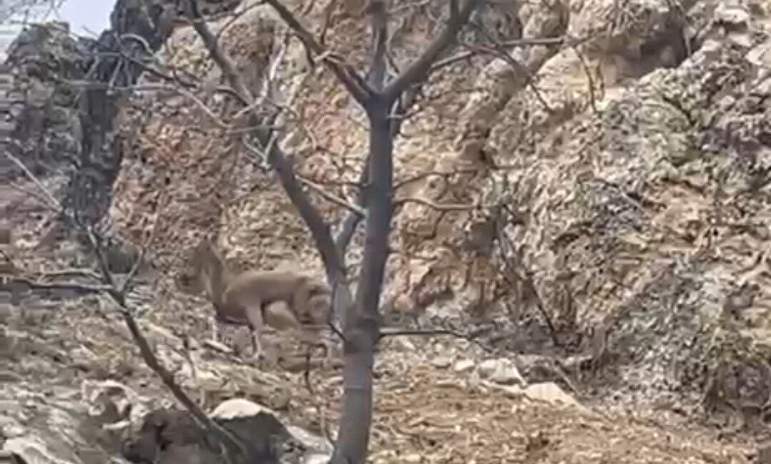 Elazığ’da doğada görüntülenen 3 ayaklı yaban keçisi, yaşama azmi ile