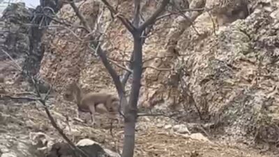 Elazığ’da doğada görüntülenen 3 ayaklı yaban keçisi, yaşama azmi ile
