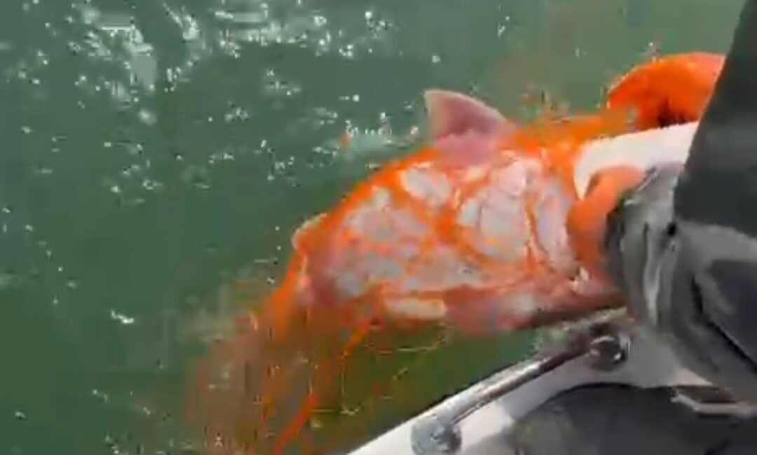 Elazığ’da Keban Baraj Gölü’nde 1 metre uzunluğunda 30 kilo ağırlığında