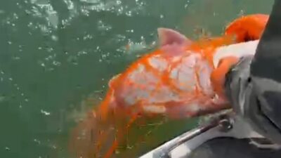 Elazığ’da Keban Baraj Gölü’nde 1 metre uzunluğunda 30 kilo ağırlığında