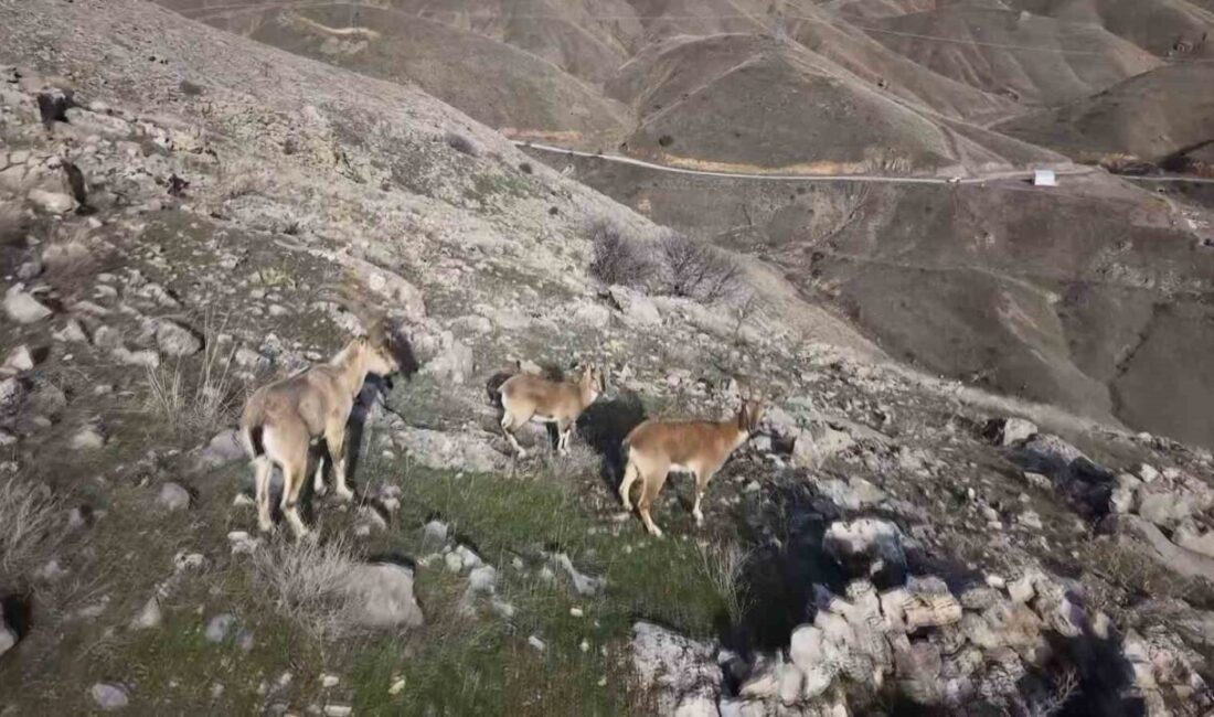 Elazığ’ın Keban ilçesinde sürü halindeki dağ keçileri dron ile görüntülendi.