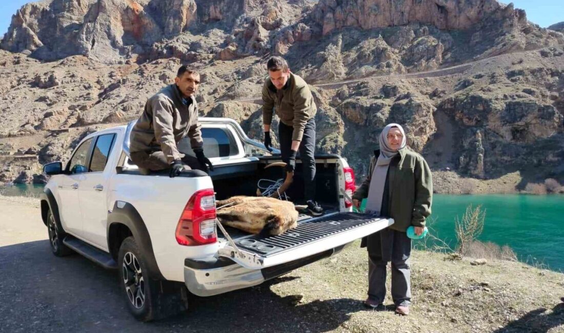 Elazığ’ın Keban ilçesinde yaralı dağ keçi için ekipler seferber oldu.