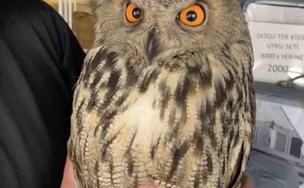 Elazığ’ın Karakoçan ilçesinde vatandaşlar tarafından yaralı halde bulunan puhu kuşu,